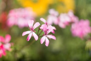 Kwiaty z ogrodów Kapias